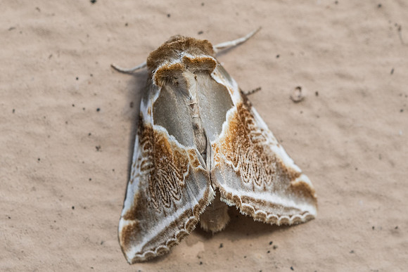 Habrosyne pyritoides - 7342 Charleville Mézière