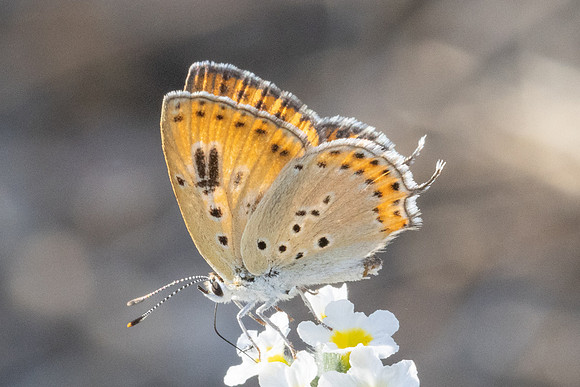 Lycaena thersamon-1602 - Pergé Antalya - 20/09/24