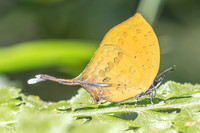 Yasoda tripunctata tripunctata-5490