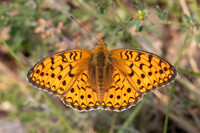 Argynnis niobe-9473