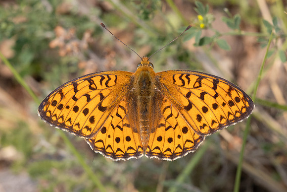 Argynnis niobe-9473