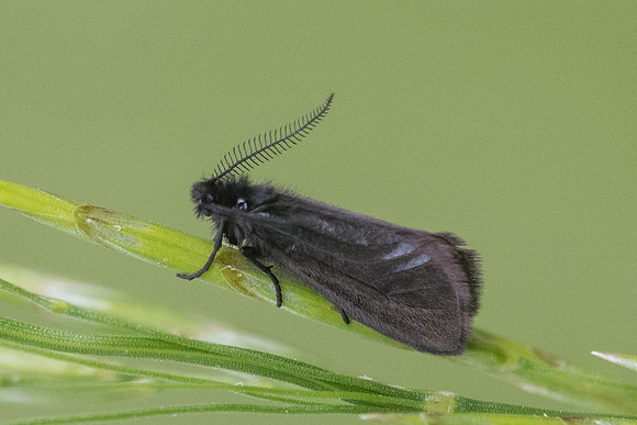 Heterogynis penella - 3958 - Launes