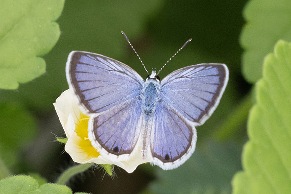 Hemiargus hanno-9528