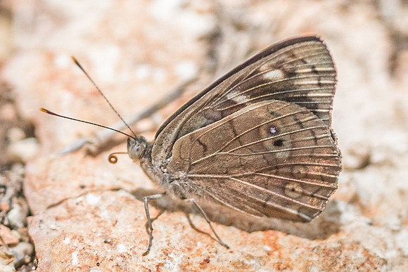 Eunica monima-6163