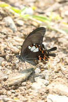 Papilio helenus-1629