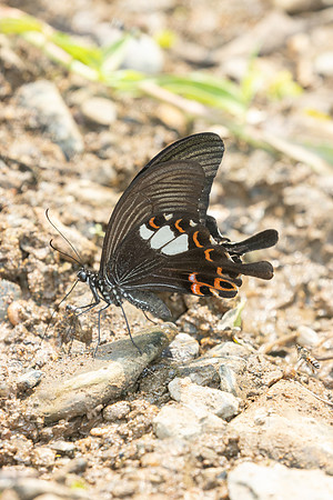Papilio helenus-1629