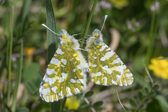 Euchloe ausonia-6948
