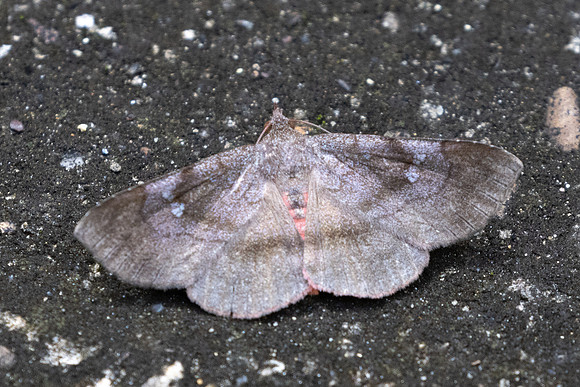 Azeta rhodogaster nuit-8195