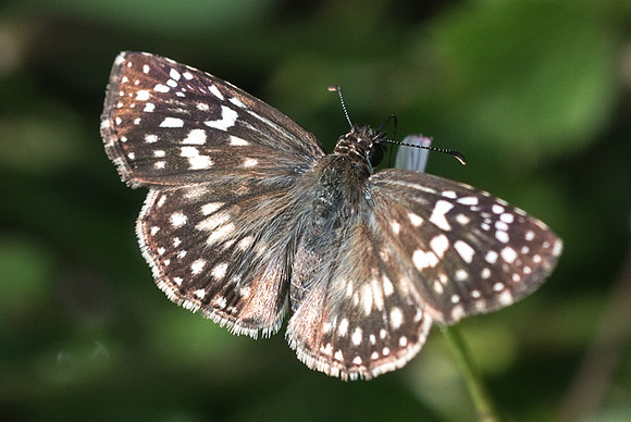 Pyrgus oileus-4409