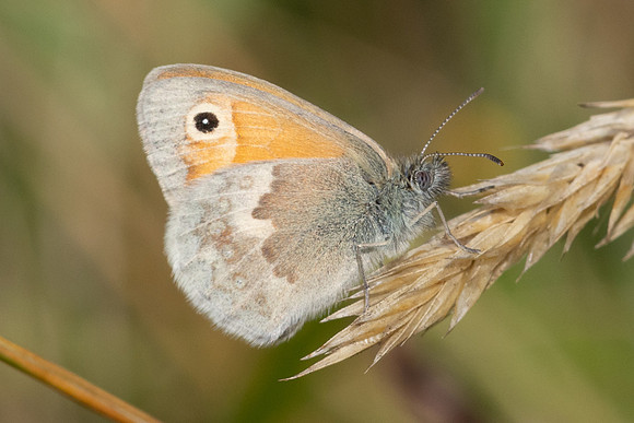 Coenonympha pamphilus - 8888 -