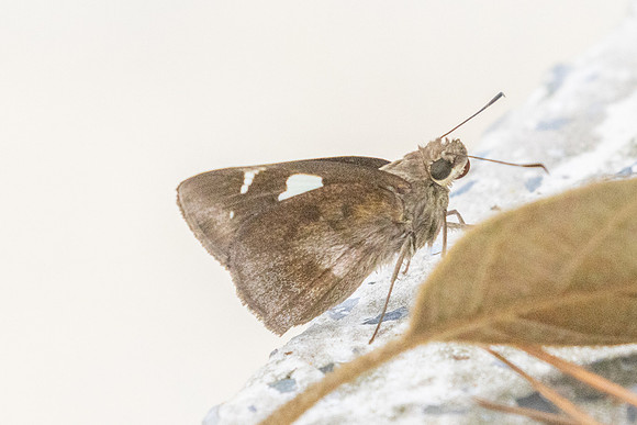 Notocrypta feisthamelii-2910 - Doi Suthep - 21/03/25