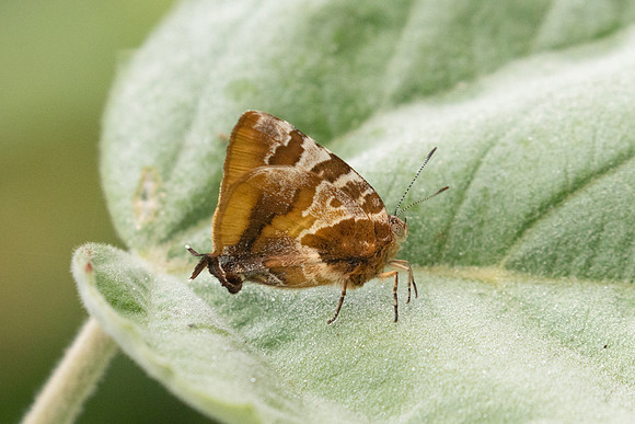 Arawacus ellida-2259 - Barichara - 9/06/24