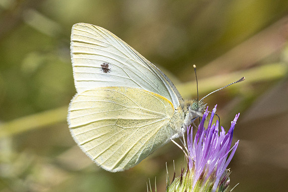 Pieris rapae-9030 - Orly sur morin - 10/08/24