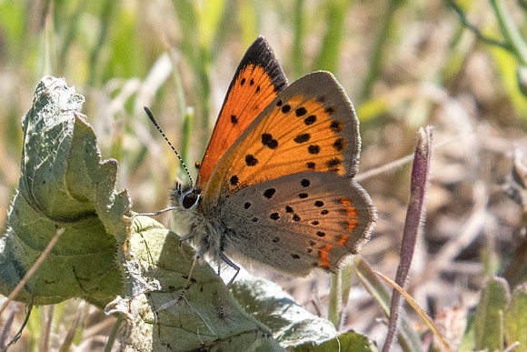 Lycaena ottomana-0956  - Alexandroupoli - 9/04/22