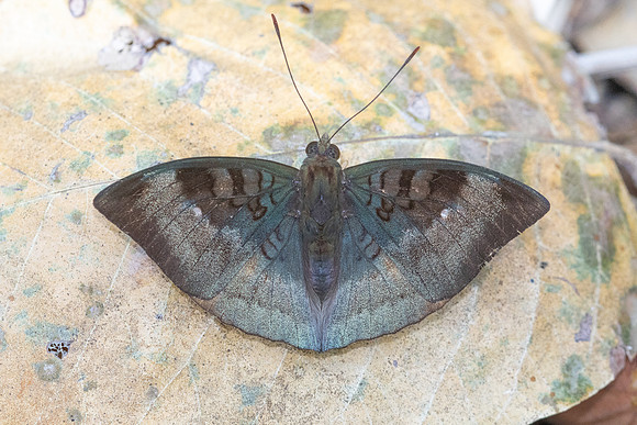 Euthalia monina-6309 - Doi-Suthep - 26/03/24