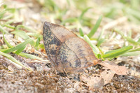 Amblypodia narada taooana-3673  - Doi Inthanon - 23/03/25