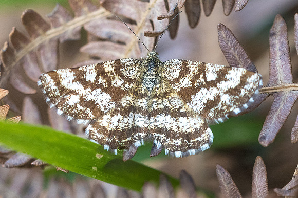 Ematurga atomaria-4378