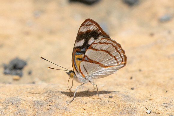 Dynamine colombiana-3636 - Barichara - 9/06/24