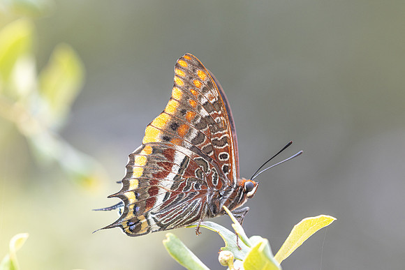 Charaxes jasius-7940 - Castellet - 2/06/25