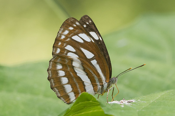 Neptis hylas-8758 -  Koh Samui - 16/03/23