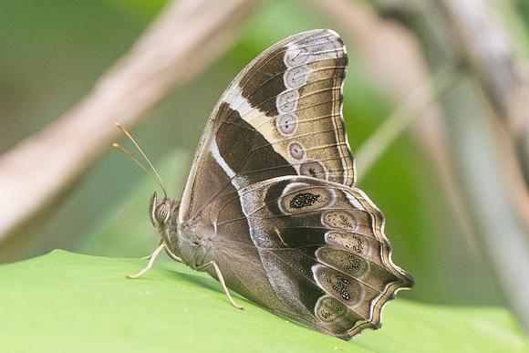 Lethe europa -3236 - Chiang Dao -  12/03/23