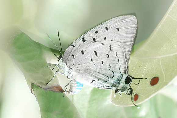 Pseudolycaena marsyas-6521- Xenote selva maya - 8/06/18