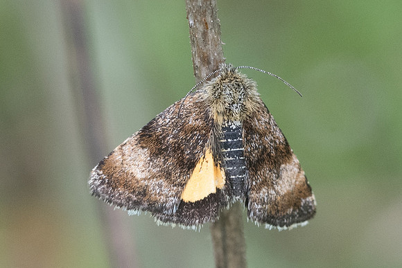 Panemeria tenebrata -7723 - Cipieres - 15/05/21