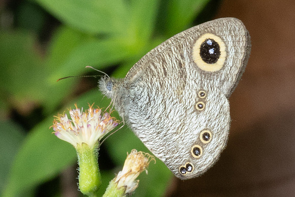 Ypthima horsfieldii id--8317