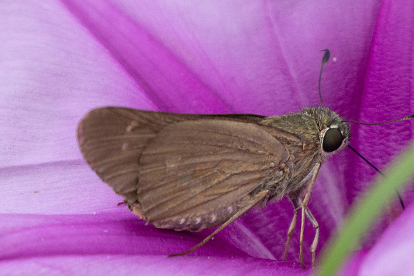 Calpodes ethlius-9038
