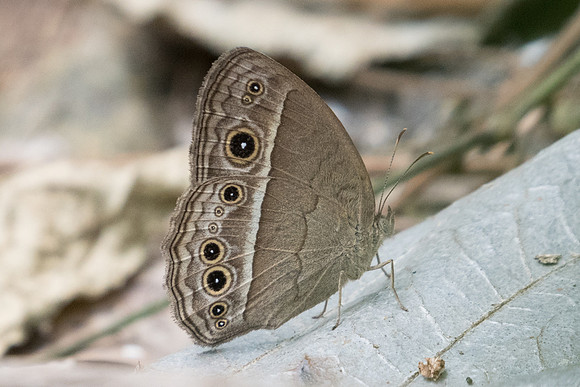 Mycalesis perseoides-1003  - Koh Samui - 18/03/23