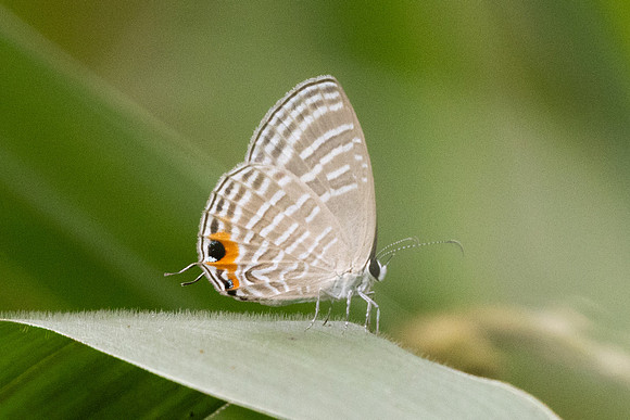 Jamides malaccanus-8583