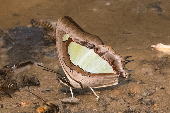 Polyura arja arja-8714- Chiang dao - 11/03/23