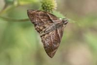 Timochares trisfasciata-6547