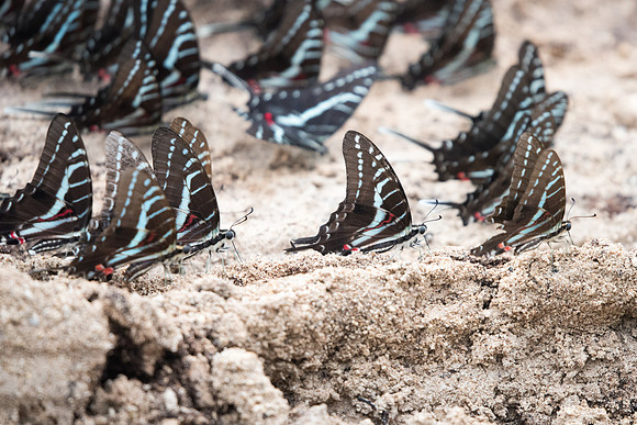 Protographium philolaus-2510