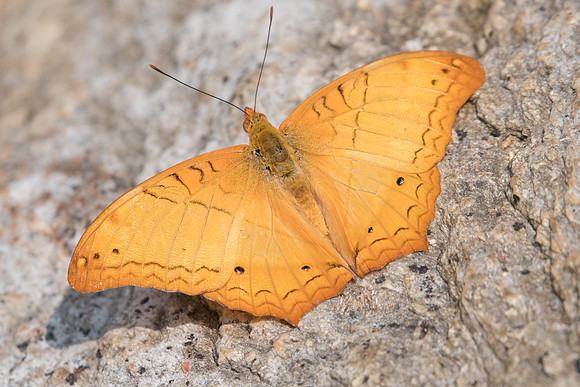 Vindula erota -0752- Doi-Suthep - 7/03/23