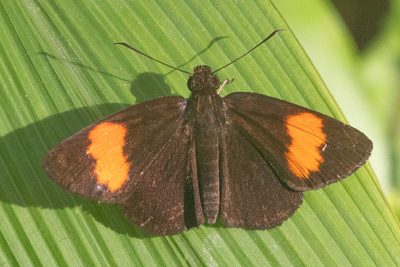 Koruthaialos sindu-9889