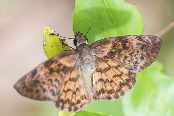Timochares ruptifasciata-5739