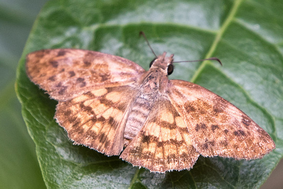 Timochares ruptifasciata-5576