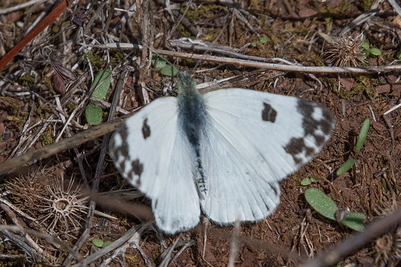 Pontia daplidice ♂-8278 - Lac de Saligou - 30/09/22