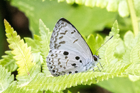 Acytolepis puspa-0198