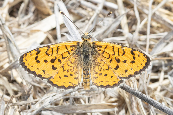Melitaea trivia-1338 - Pergé Antalya - 18/09/24