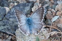 Lysandra hispana
