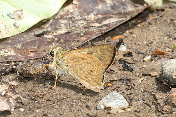 Pithauria stramineipennis id--4613 - Chiang Dao - 22/03/24