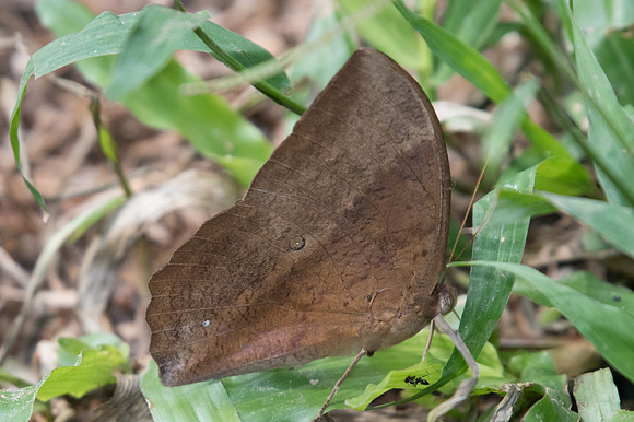 Discophora sondaica zal-2316 - Chiang Dao - 15/11/23