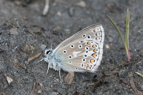 polyommatus eros --0583 - Cervieres - 30/06/21