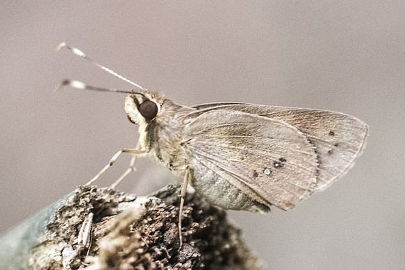 Carystoides sp-3931