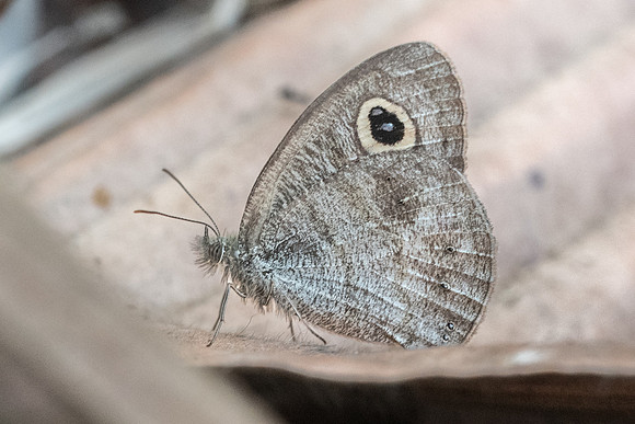 Ypthima evansi-4496 - Doi Suthep - 9/03/23
