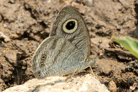 Ypthima lisandra bara id--1188