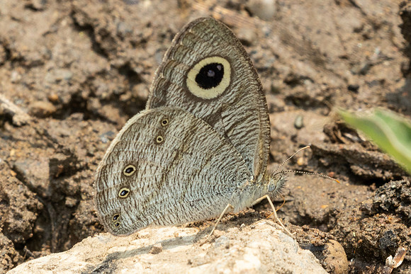 Ypthima lisandra bara id--1188