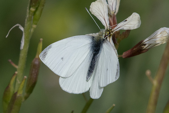 Pieris rapae-9208